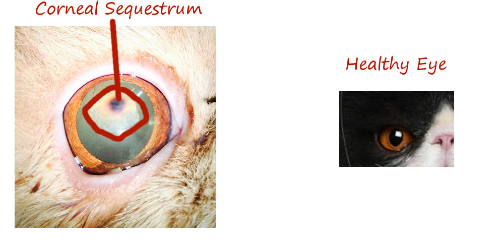 Corneal Sequestrum in Cats Pelaqita Persians