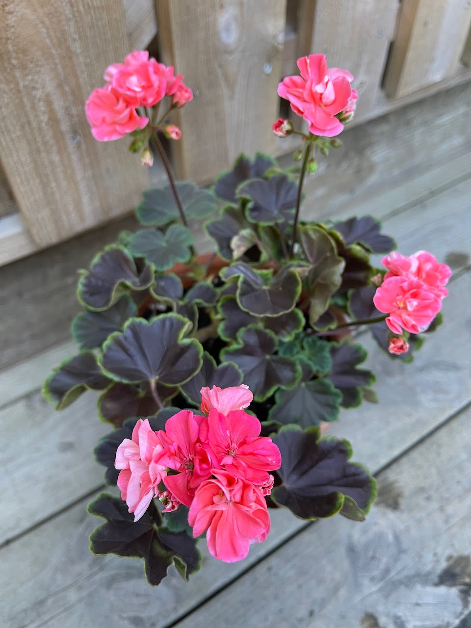 ‘Brocade Salmon Night’ Pelargoniafeber.no salg av pelargonstiklinger