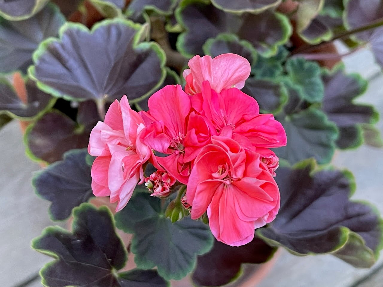 ‘Brocade Salmon Night’ Pelargoniafeber.no salg av pelargonstiklinger