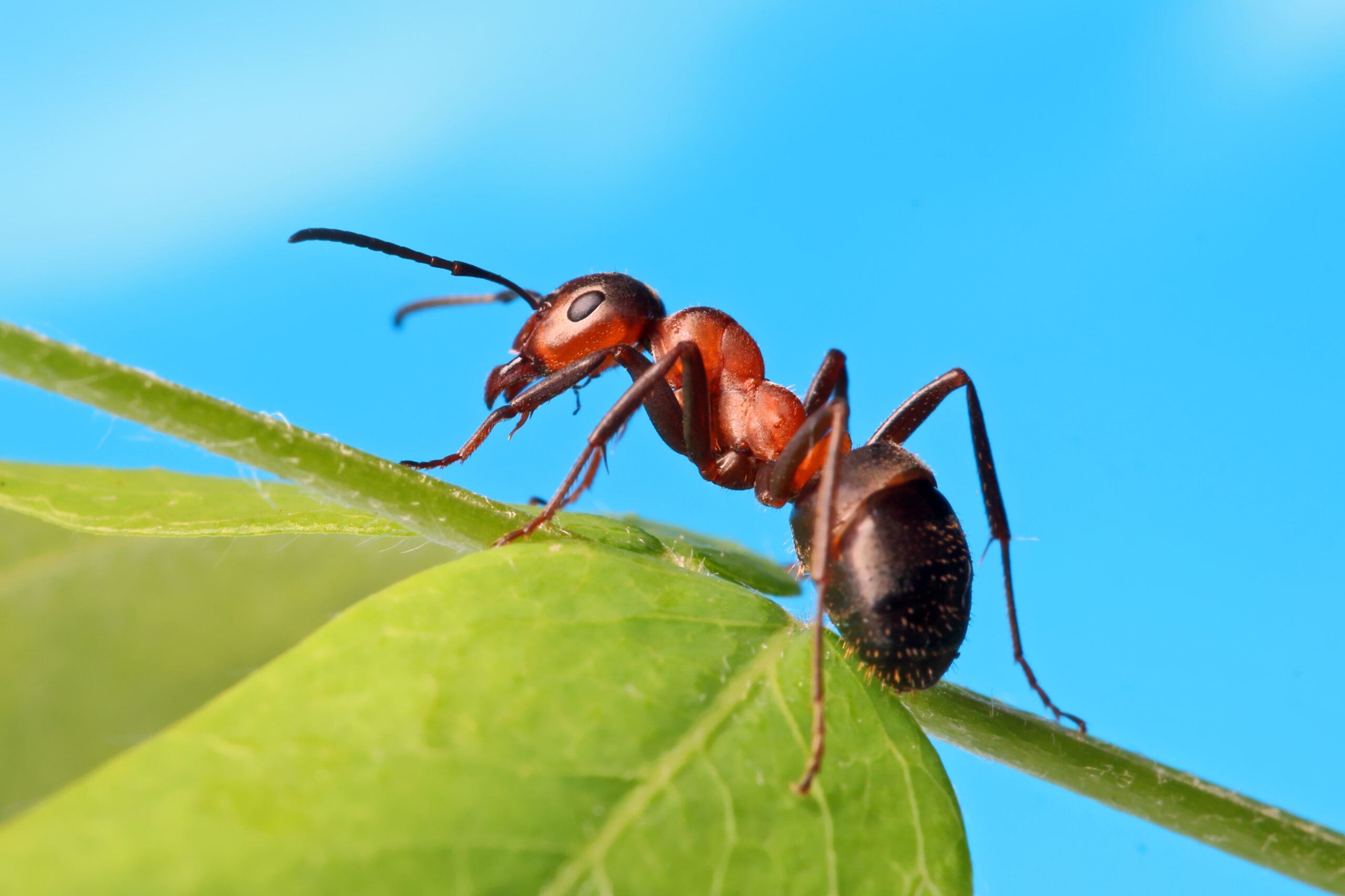 Ants - Peledex - Pest Control - Rodents -Insects - Wasp Nest Removal