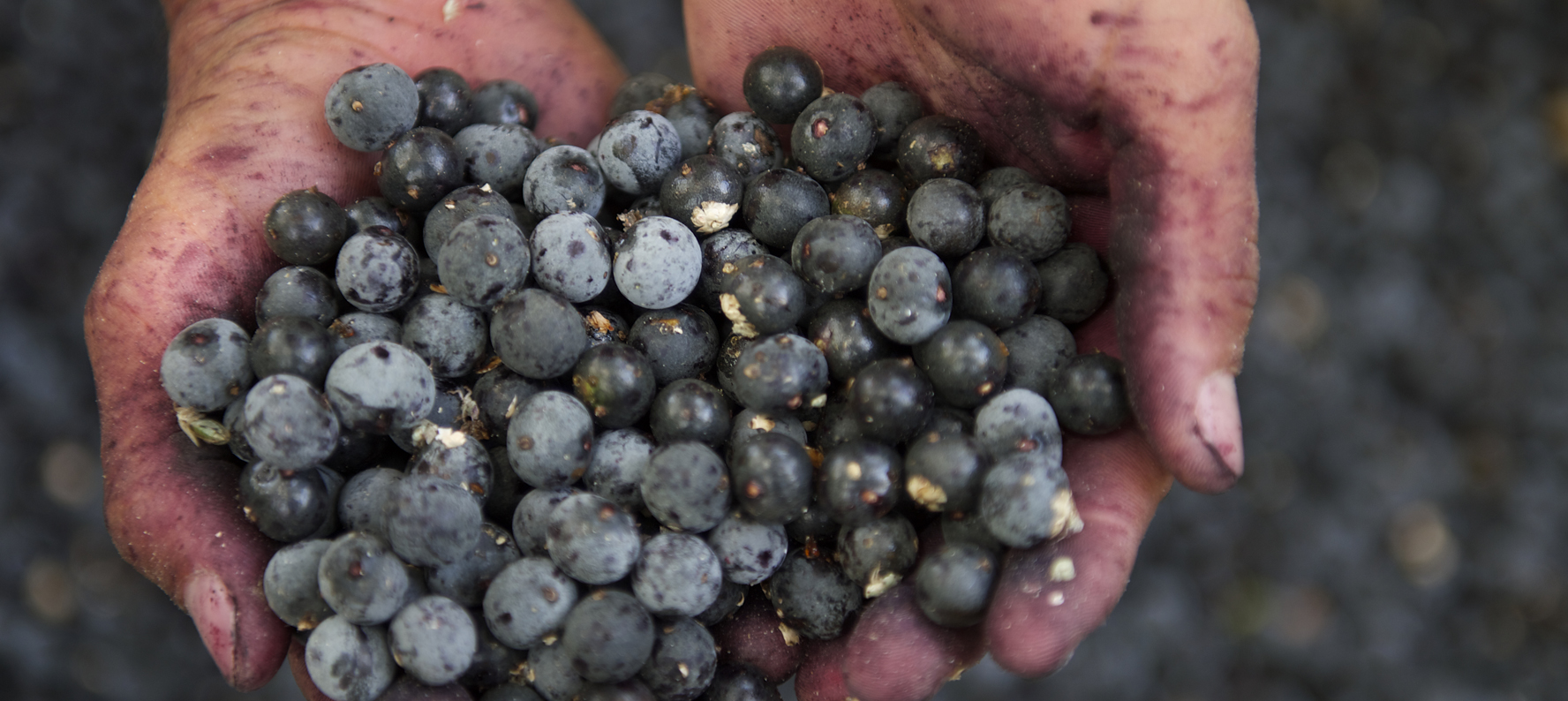 Acai Berries uses in natural skin care products