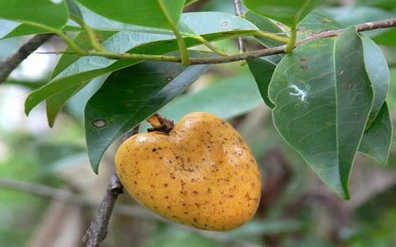 Bình Bát Và Những Công Dụng Tuyệt Vời Cho Sức Khỏe