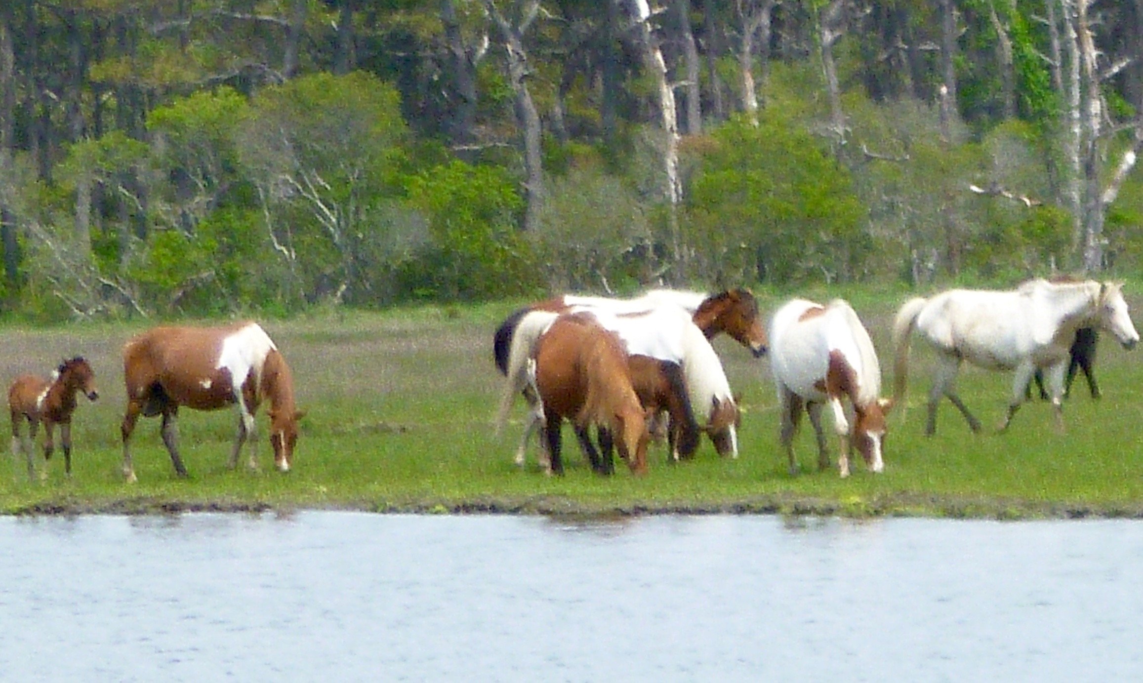 Chincoteague, a Walk on the Wild Side Pen 4 Rent