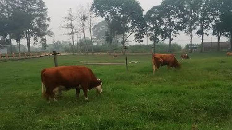 Perusahaan Sapi asal Australia