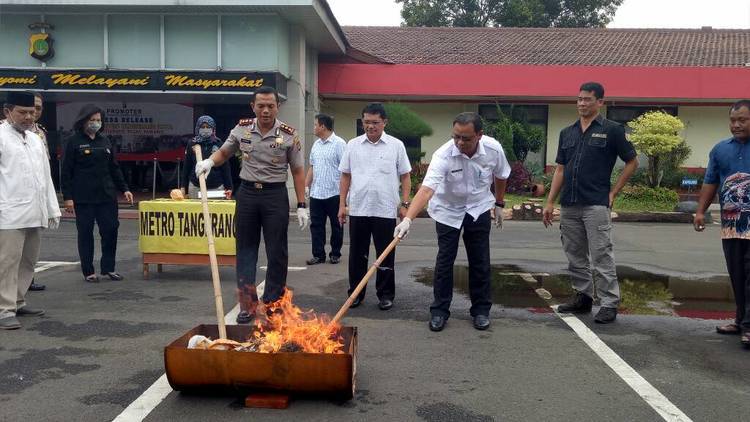 Narkotika Jenis Ganja dimusnahkan