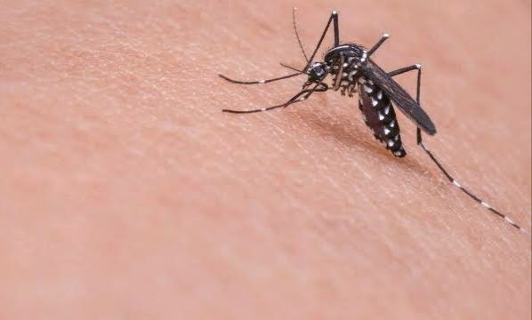 Risiko Bahaya Demam Berdarah