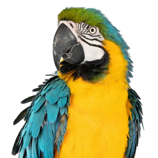 Bird Insurance Pendulum Insurance Brokers