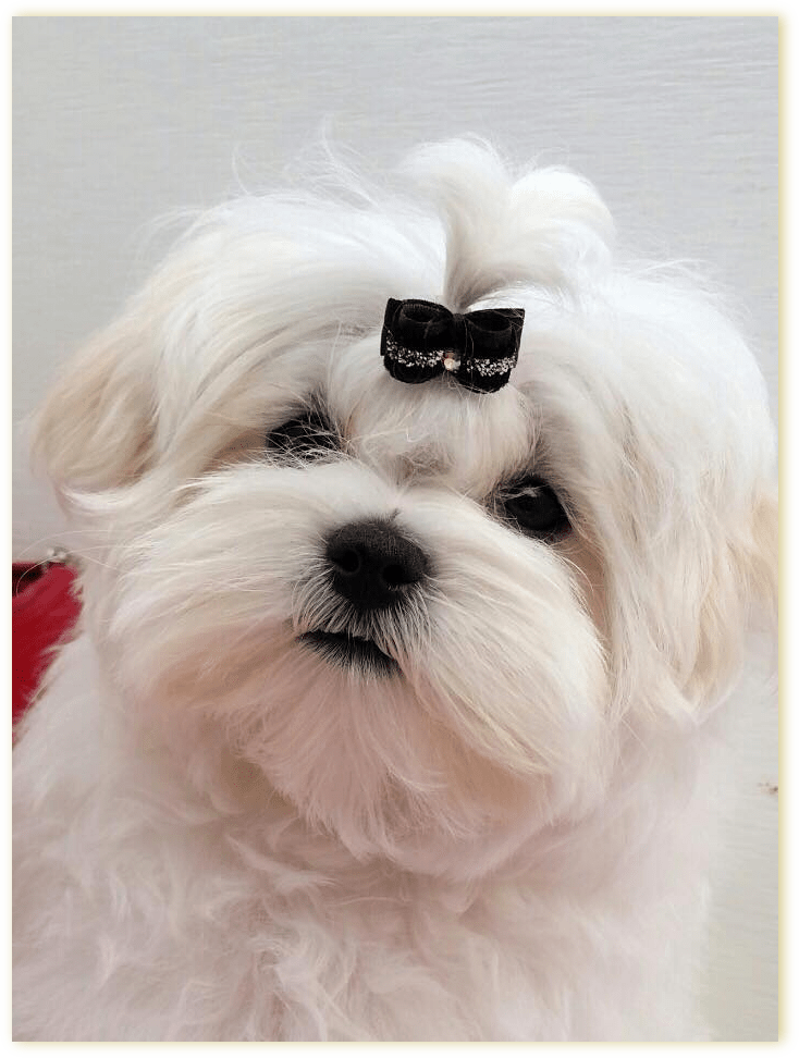 Pender Maltese Our Dogs