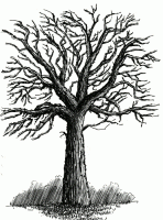 Learn To Draw Simple Landscapes In Pen And Ink