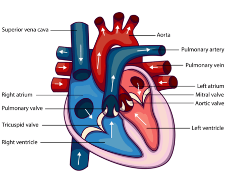 Blood Flow From where is allowed by Tricuspid Valve