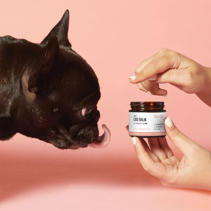 CBD Pet Balm for Dogs & Cats Moisturizer for Pets Penelope's Bloom