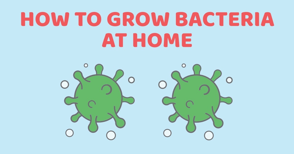 How To Grow Bacteria At Home So That Kids Know The Importance Of