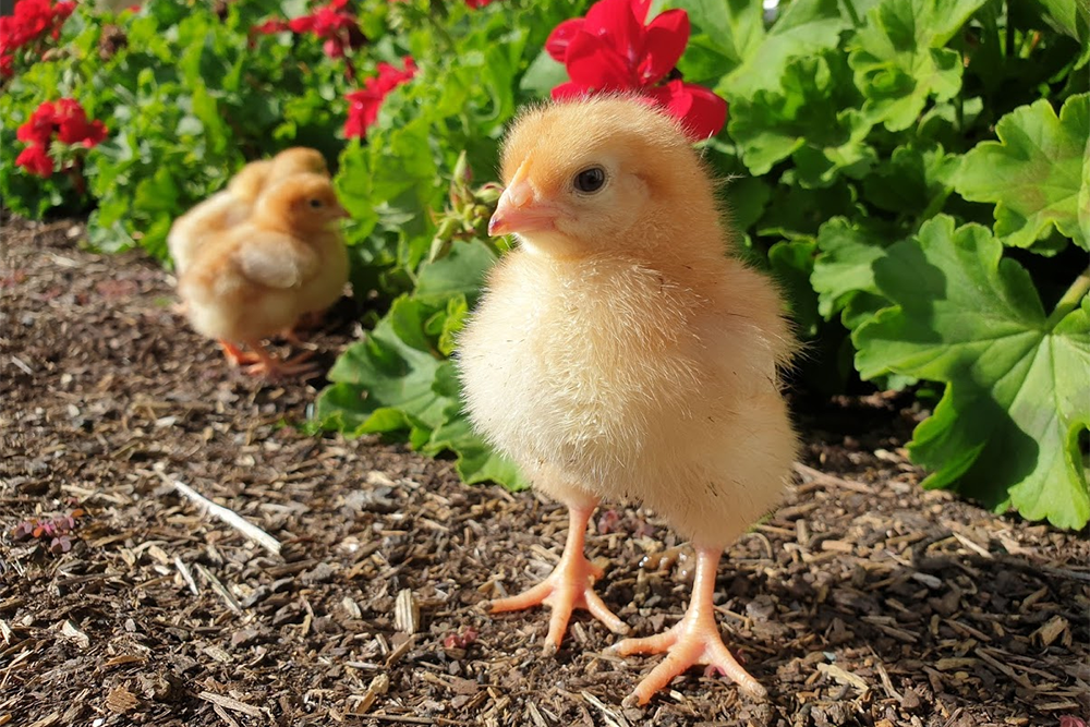 Translating inspiration into reality peninsula essence