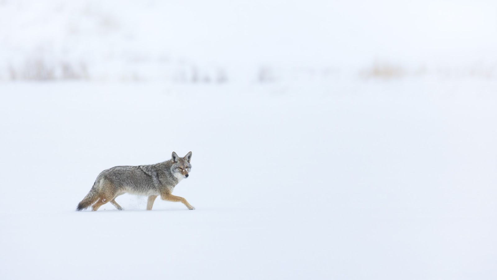 Tensions rise over coyote hunting contests in Wyoming Peninsula Press