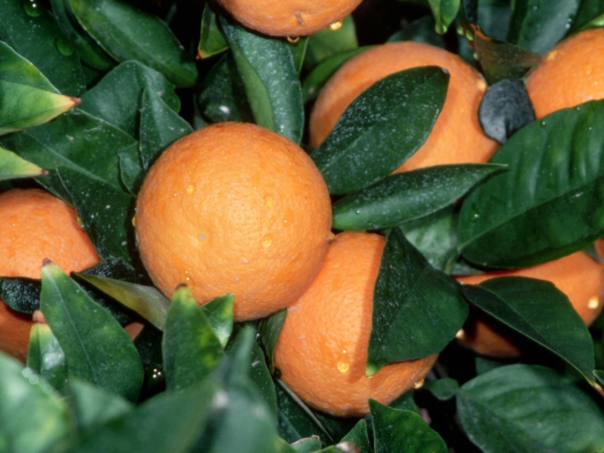 Tips Tanaman Jeruk Manis Pilihan Rasa Lebih Manis Penjaga Rumah