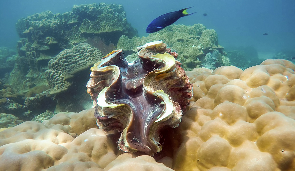 Mimicking giant clams to enhance the production of biofuel Penn Current