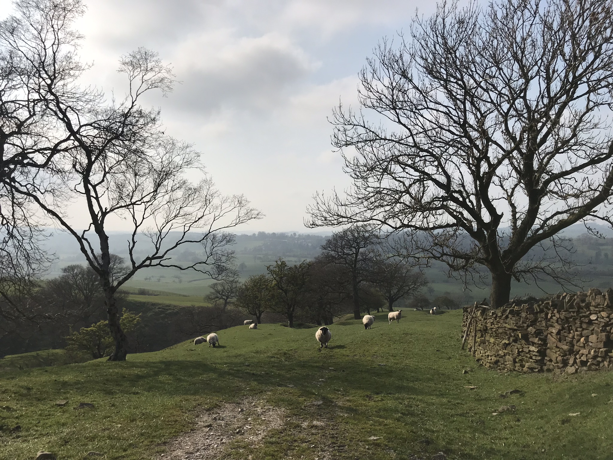 Sheep on the Pennine Way