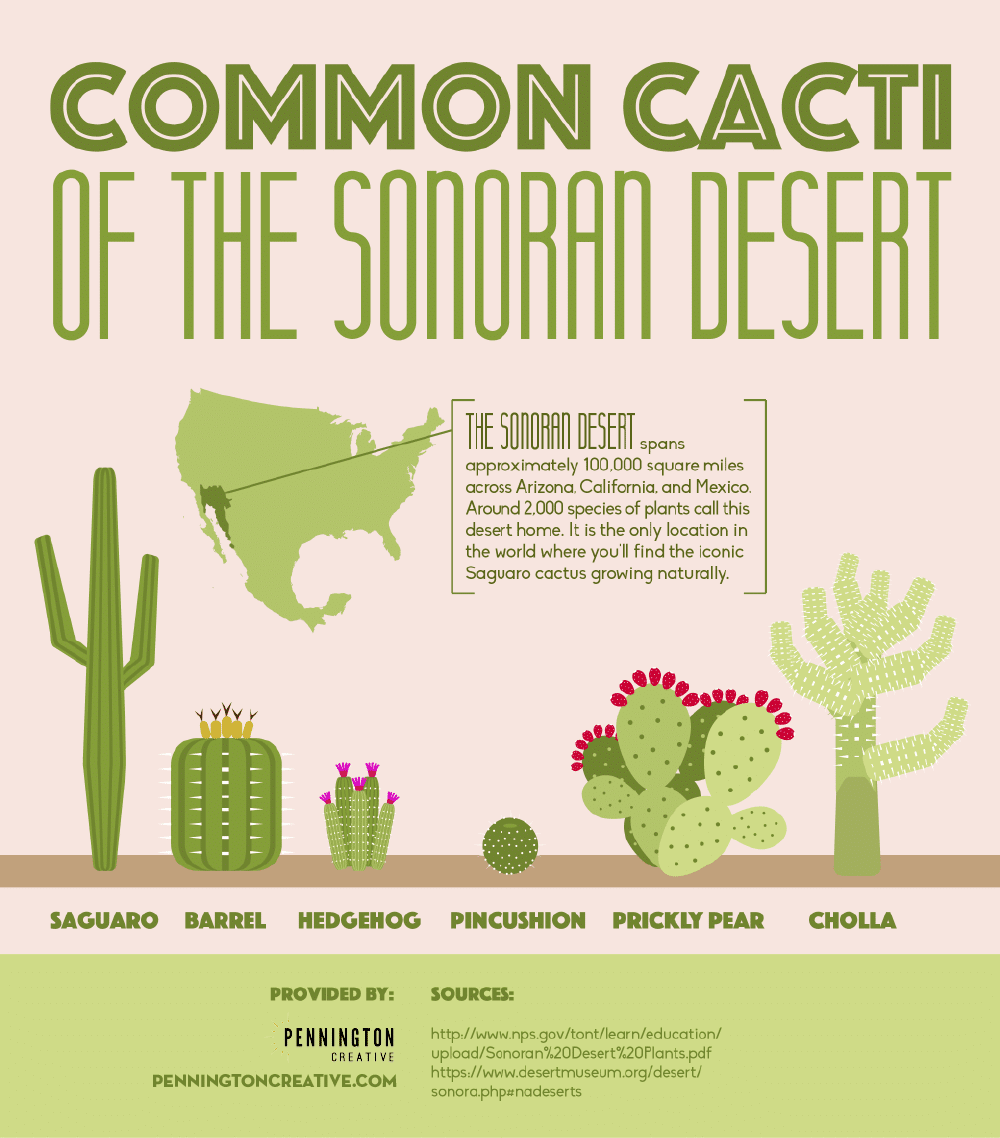 Common Cacti Of The Sonoran Desert Pennington Creative