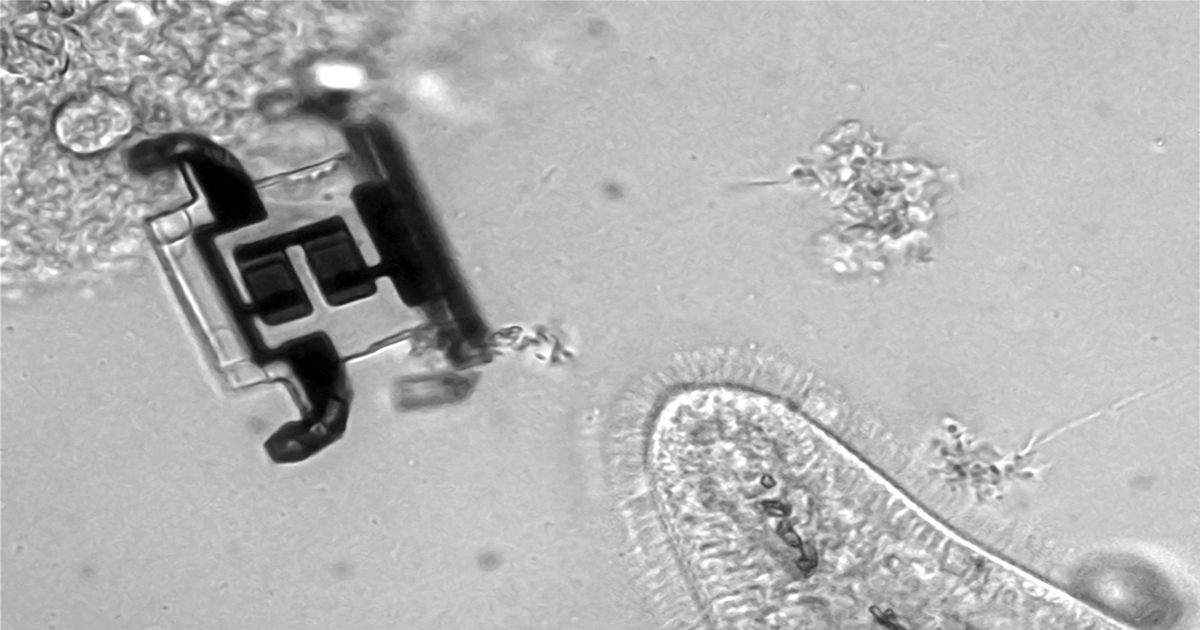 Engineers develop lasercontrolled, cellsized robots Penn Today