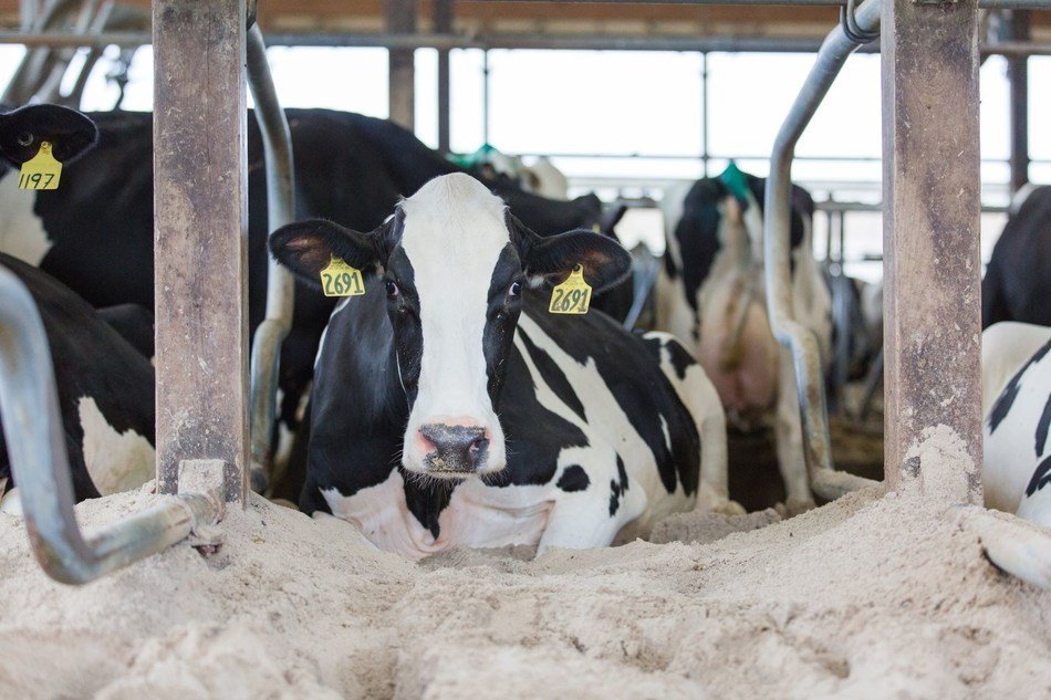 Dairy Farmers Find Ways To Help Cows "Chill" During Summer Heat PennWatch