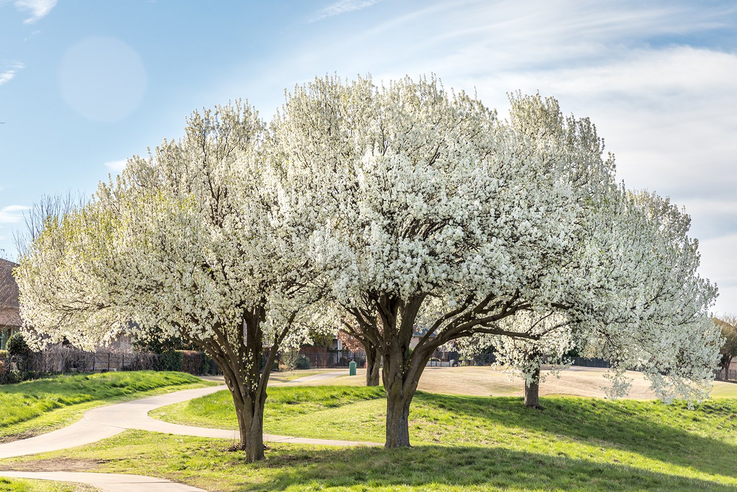 Pennsylvania Phasing in Ban of Invasive Callery Pear, also Called Bradford Pear PennWatch