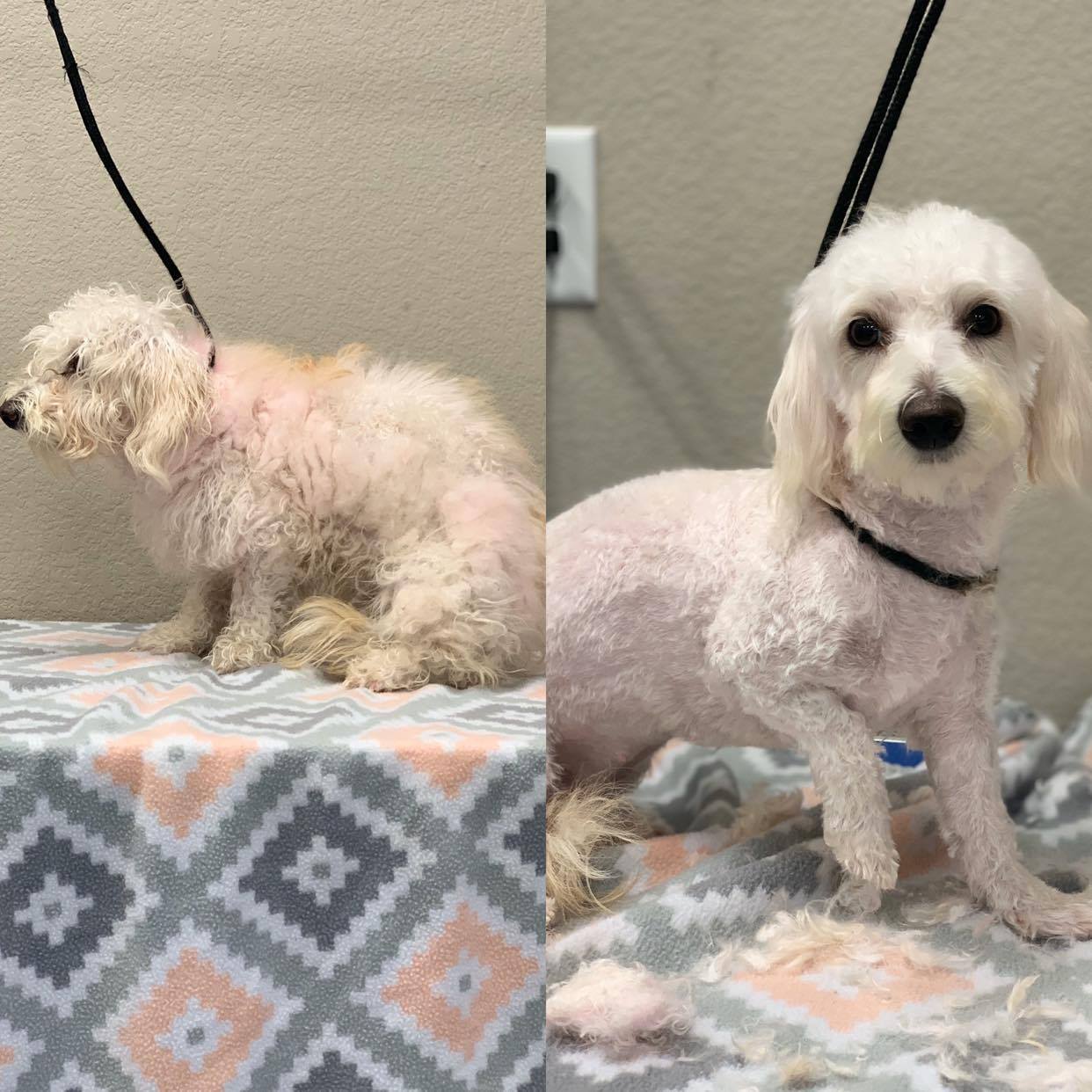 Pet Grooming Services in Arlington/ Mansfield & Grand Prairie, TX