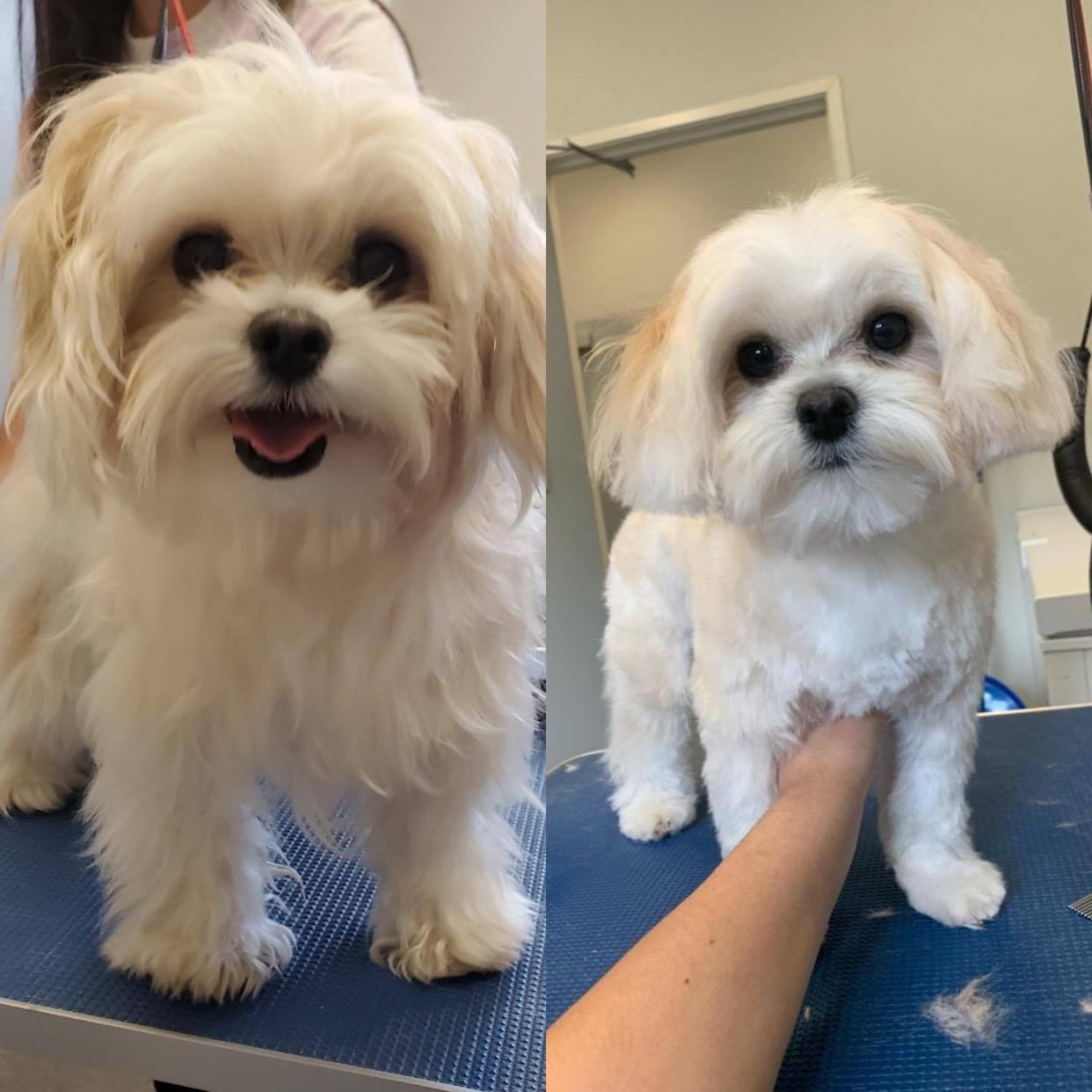 Pet Grooming Services in Arlington/ Mansfield & Grand Prairie, TX