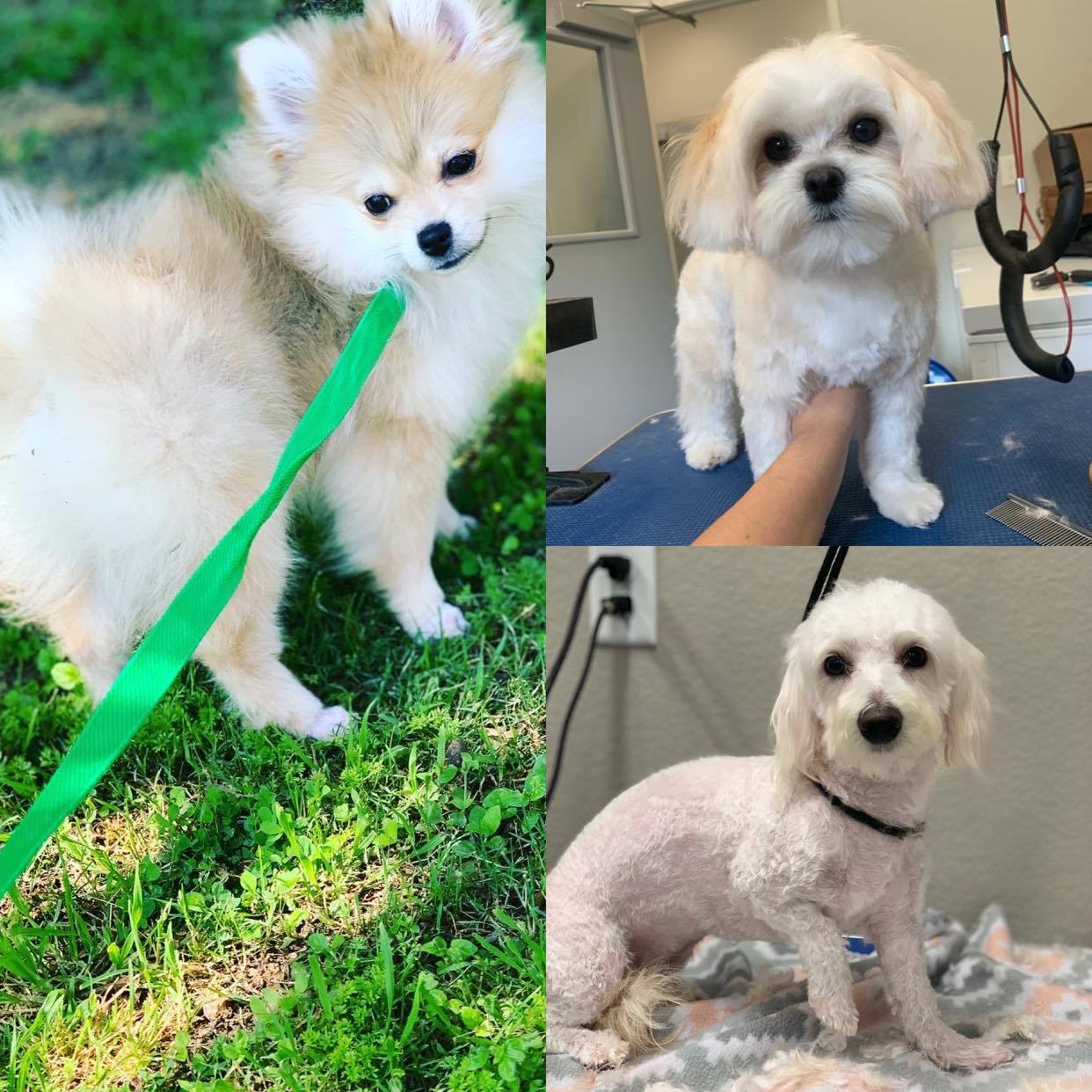 Pet Grooming Services in Arlington/ Mansfield & Grand Prairie, TX