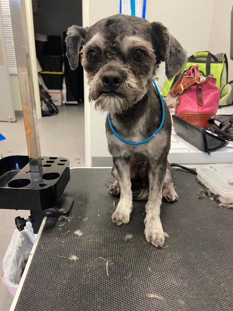 Veterinarian in Grand Prairie, TX Penny Paws