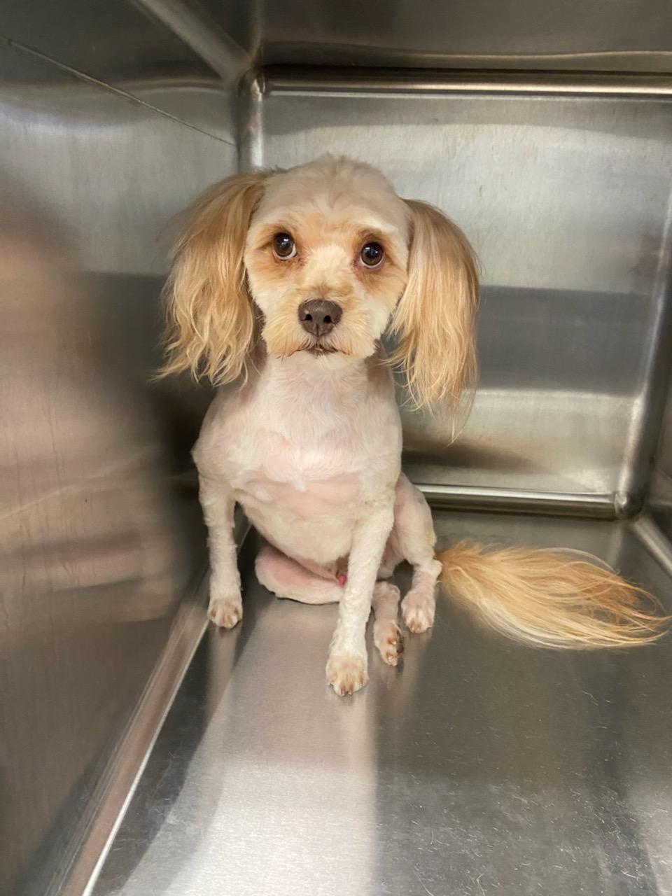 Veterinarian in Grand Prairie, TX Penny Paws