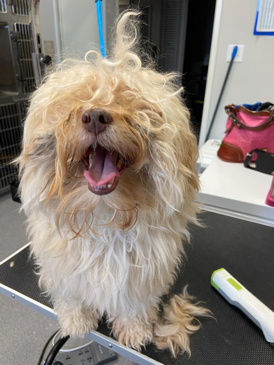 Veterinarian in Grand Prairie, TX Penny Paws