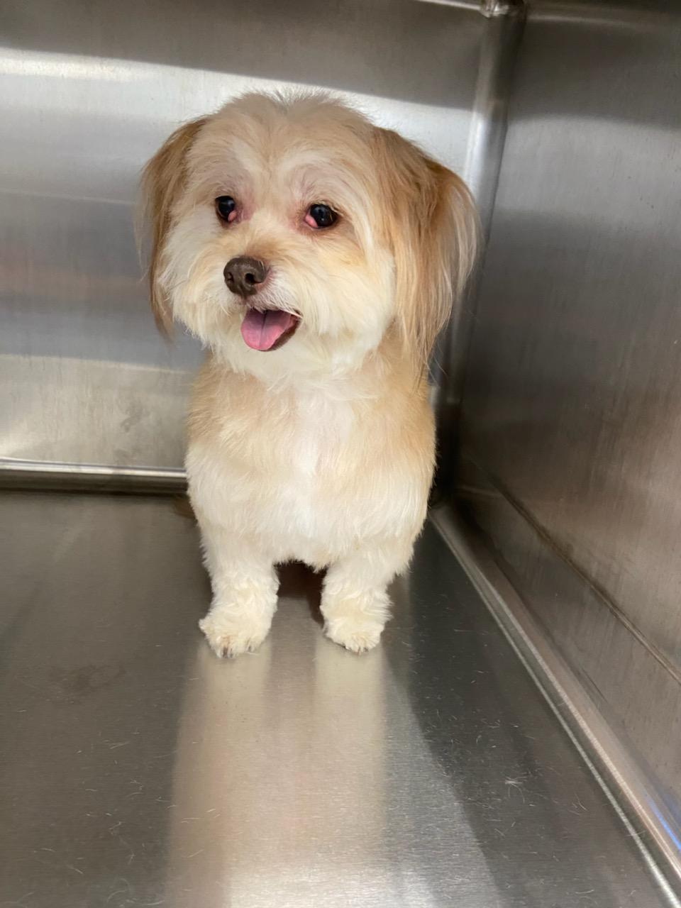 Veterinarian in Grand Prairie, TX Penny Paws