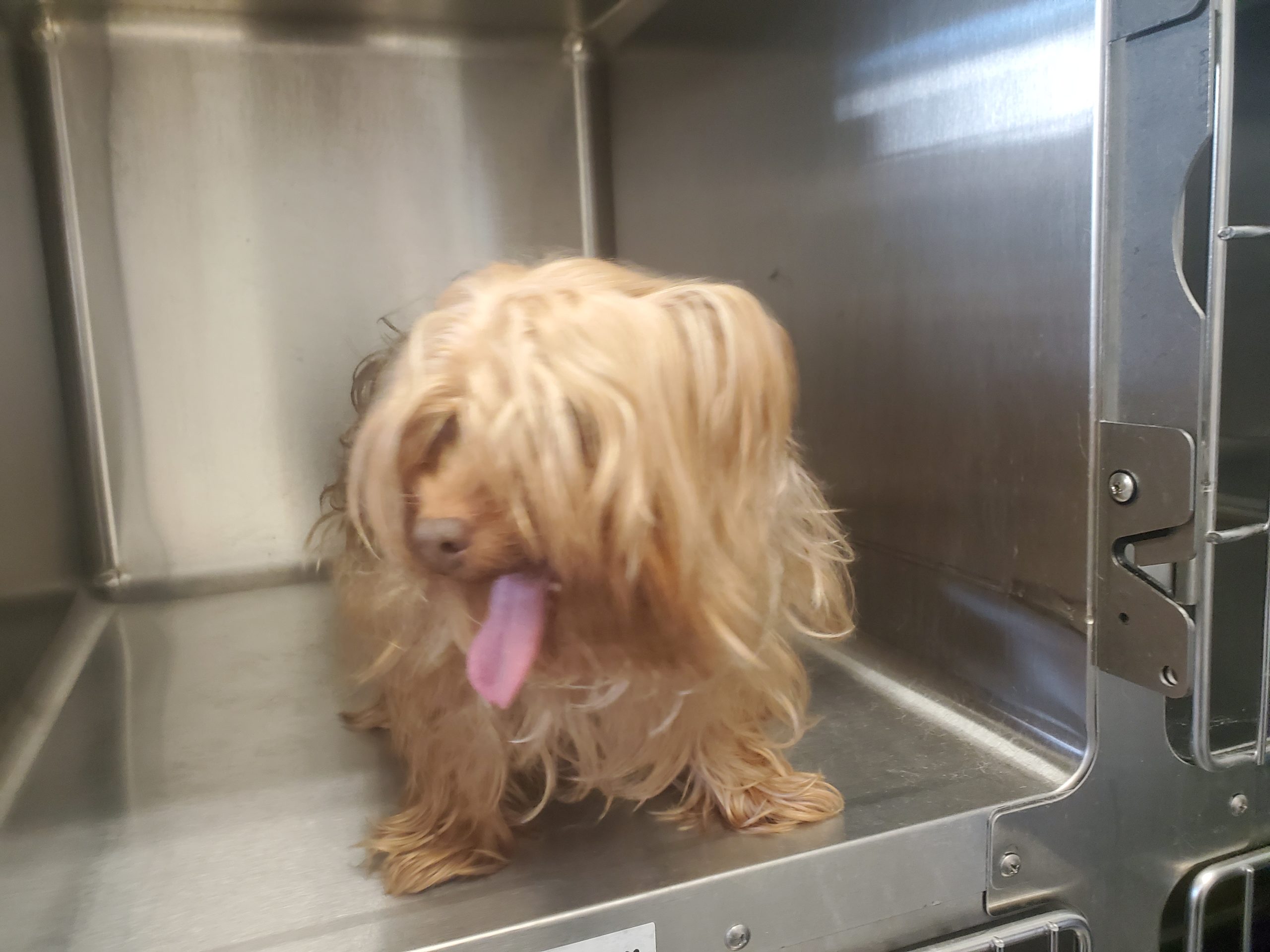 Veterinarian in Grand Prairie, TX Penny Paws