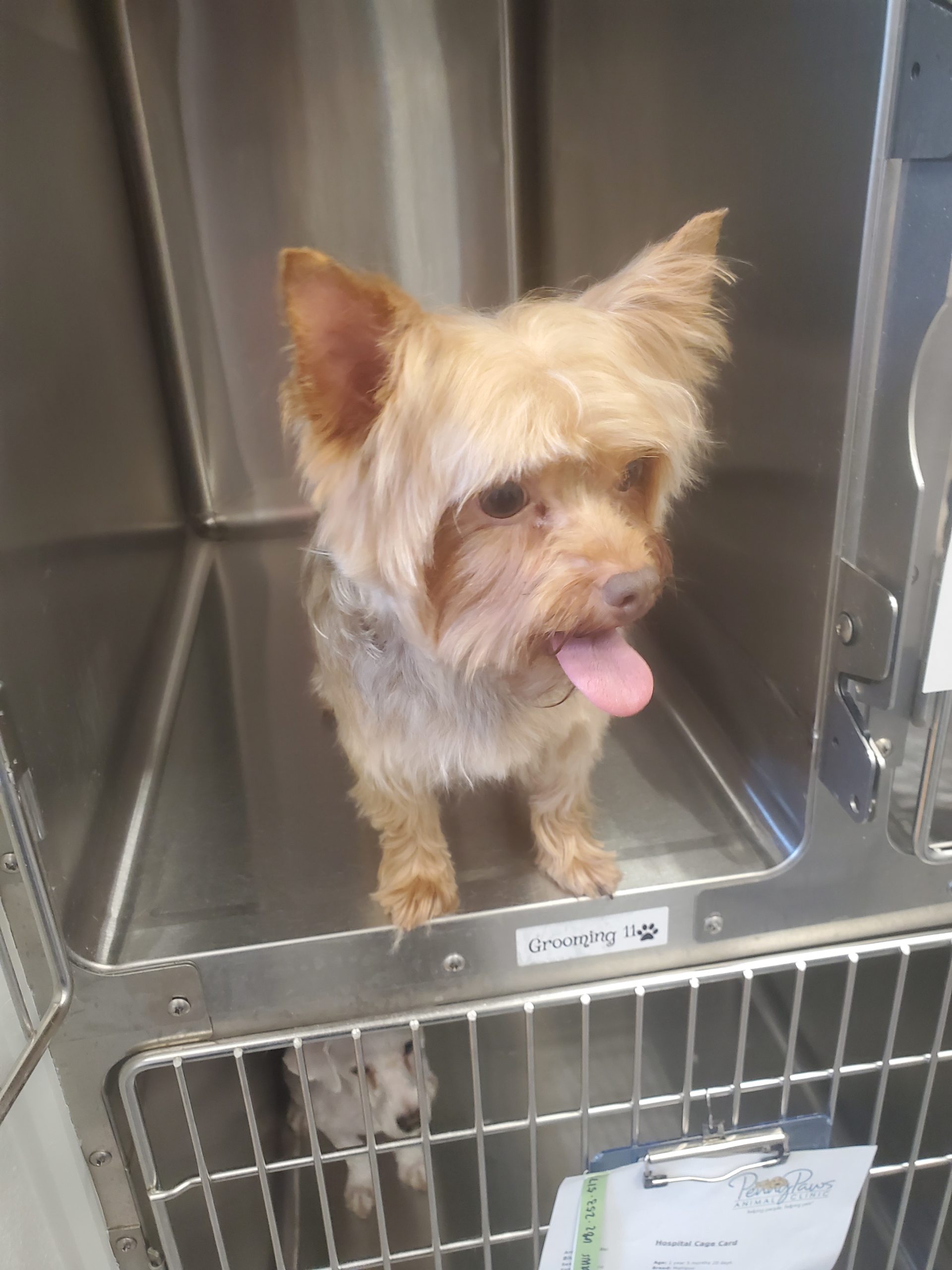 Grand Prairie Image Gallery Penny Paws Animal Clinic