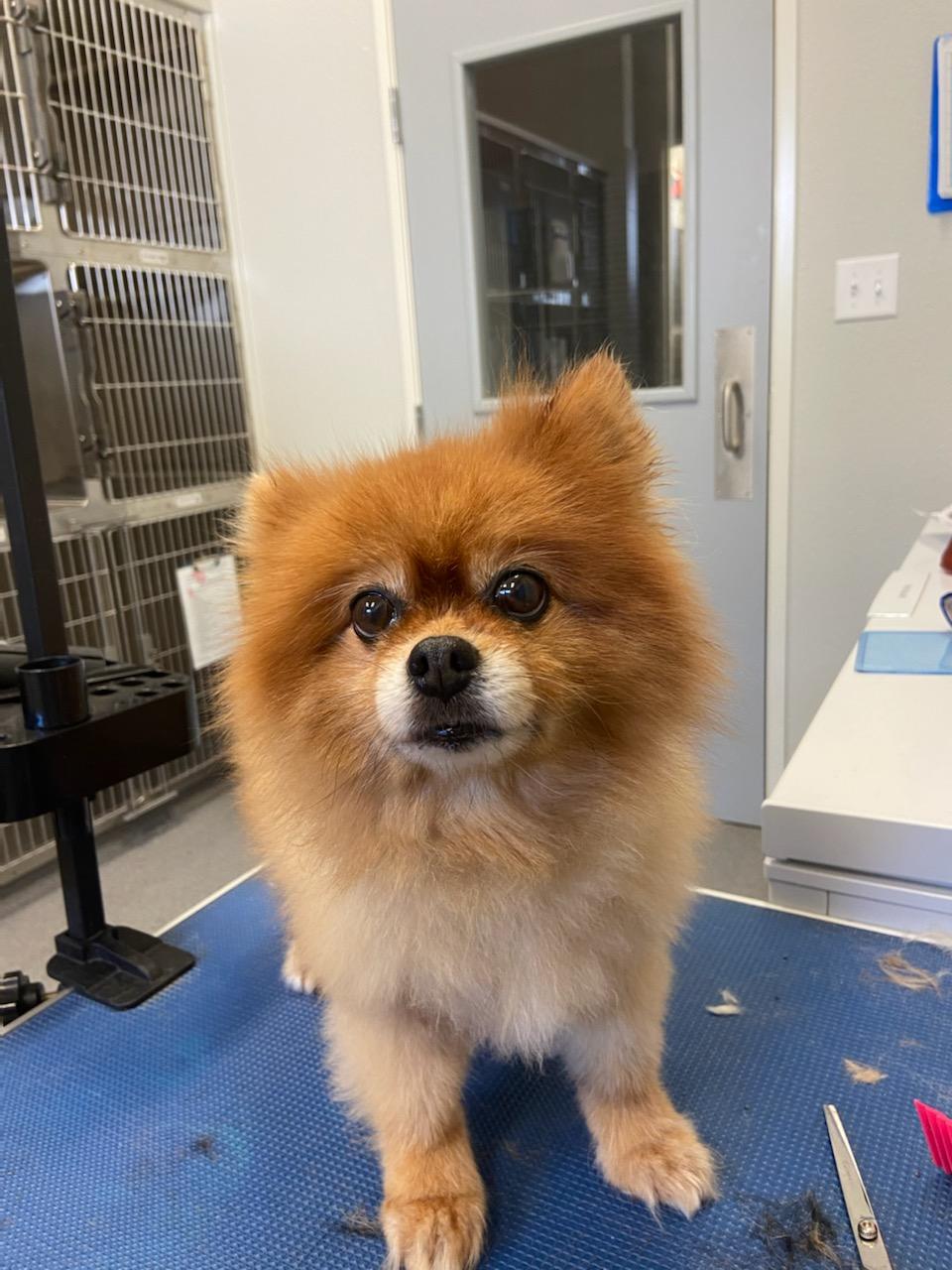 Veterinarian in Grand Prairie, TX Penny Paws