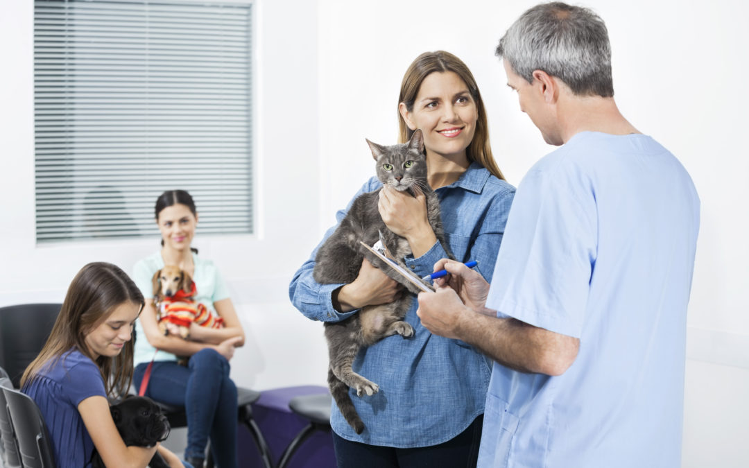 When to Spay a Kitten Penny Paws