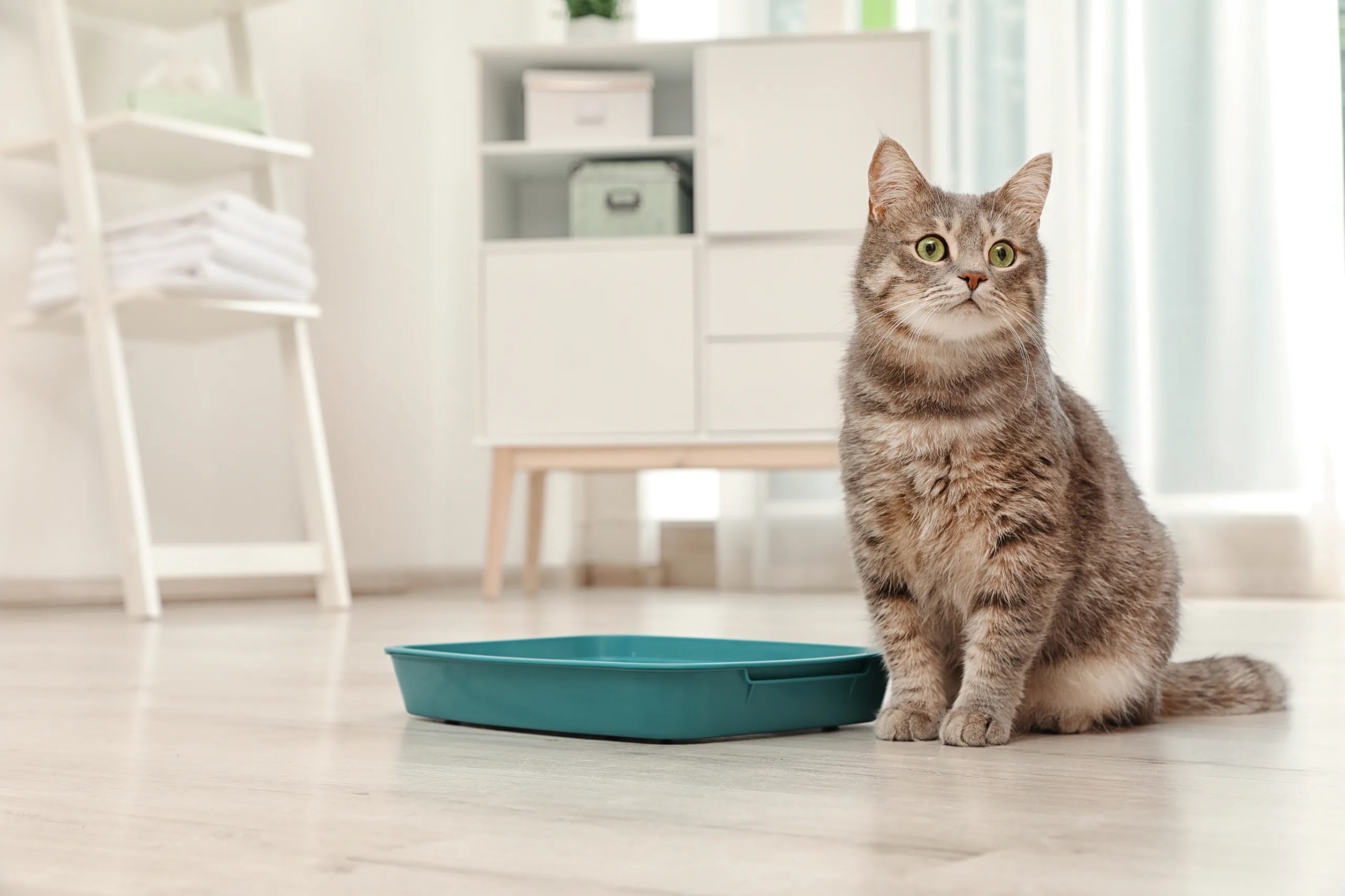 8 Reasons Cats Won't Use the Litter Box Penny Paws