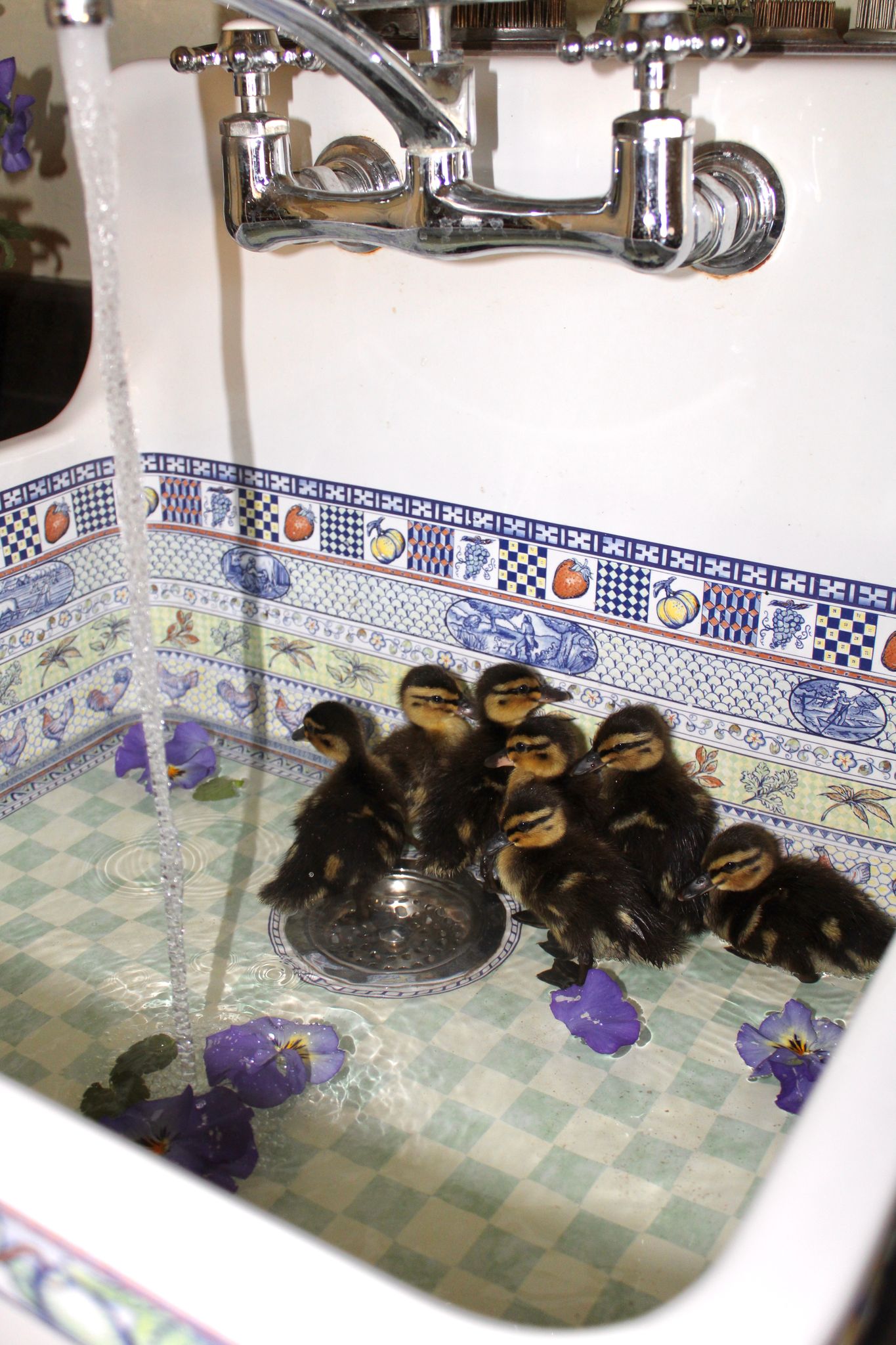 Introducing Ducklings to Water The First Farmhouse Sink Photo