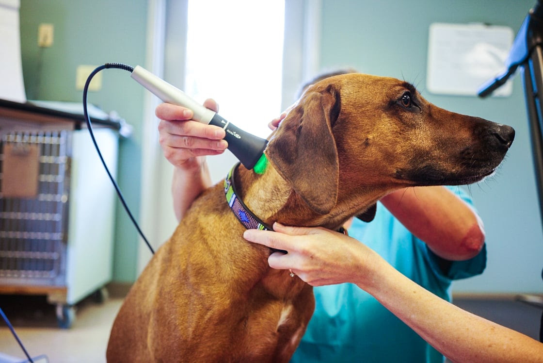 Peninsula Pet Hospital Laser Therapy