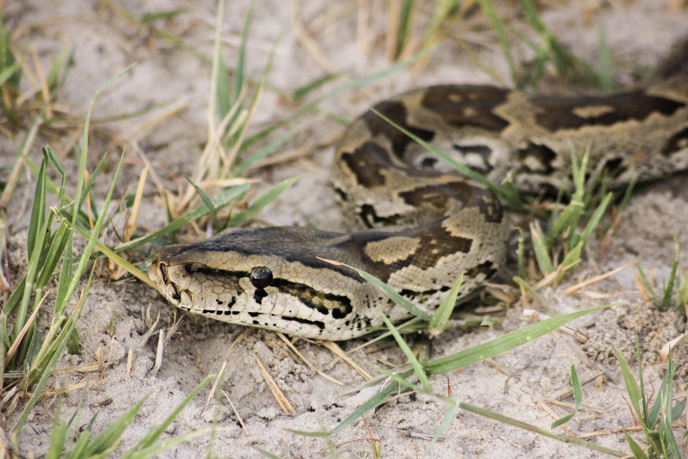 Snake Identification 10 NonVenomous Snakes Found In Florida (with