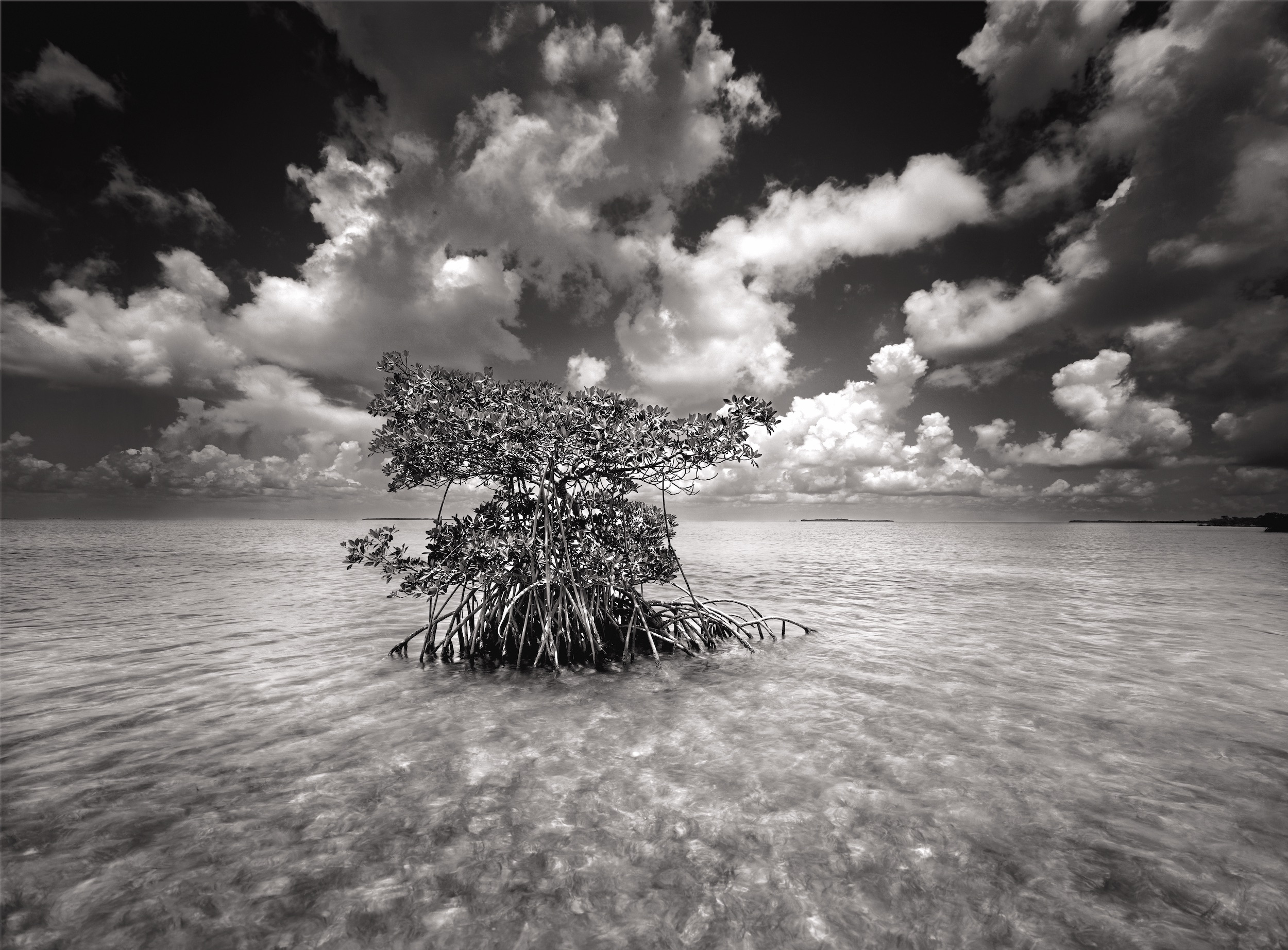 America’s Everglades Through the Lens of Clyde Butcher Pensacola