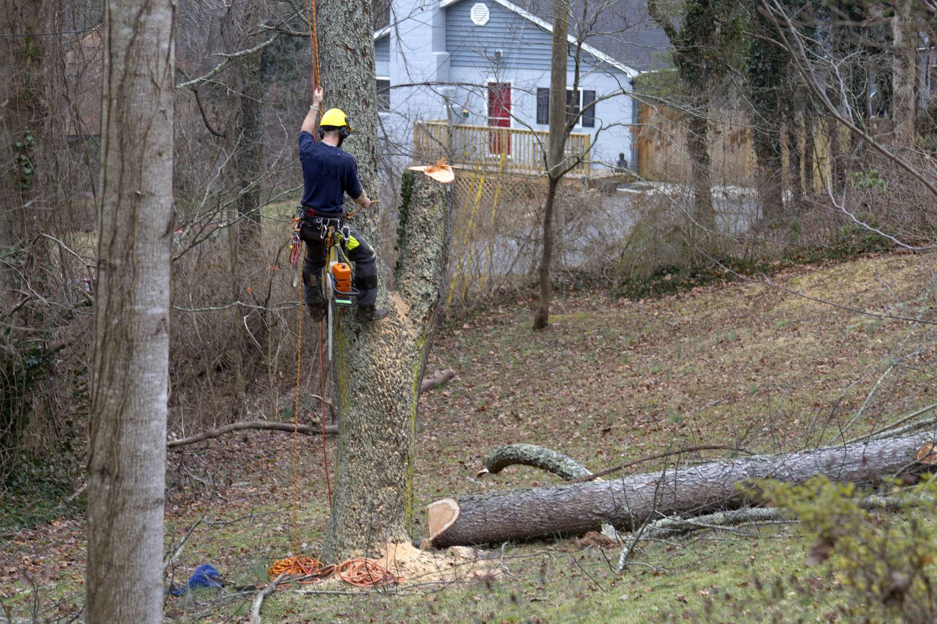 Pensacola FL Tree Service Locally owned tree service business