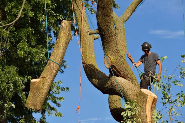Pensacola FL Tree Service Locally owned tree service business