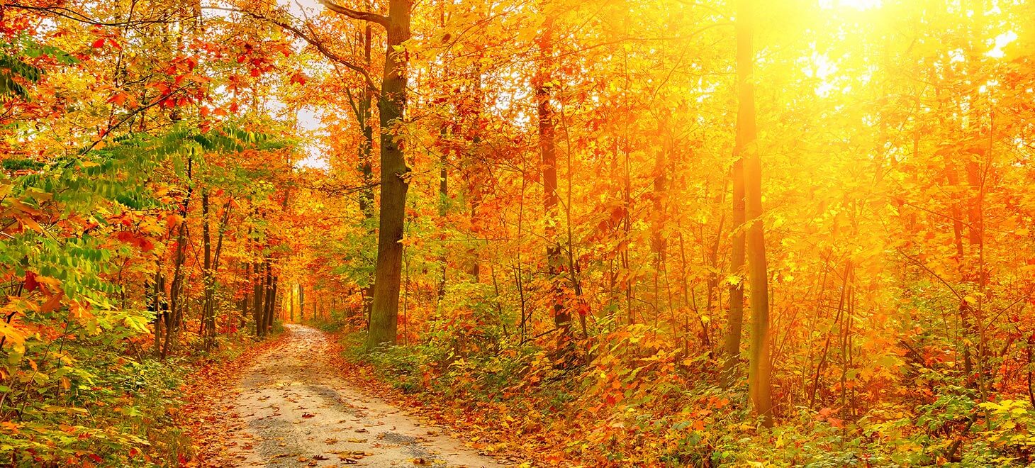 Best Places to See Fall Foliage on the Coast of Maine Pentag??et Inn