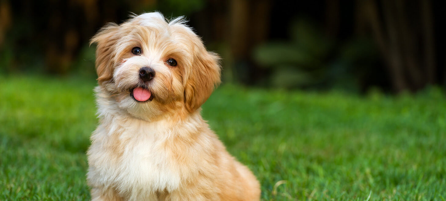 Pet Friendly Hotels in Maine Pentagoet Inn & Wine Bar