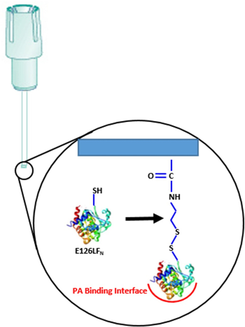 Pentelute Lab MIT Analyzing Dynamic Protein Complexes Assembled On