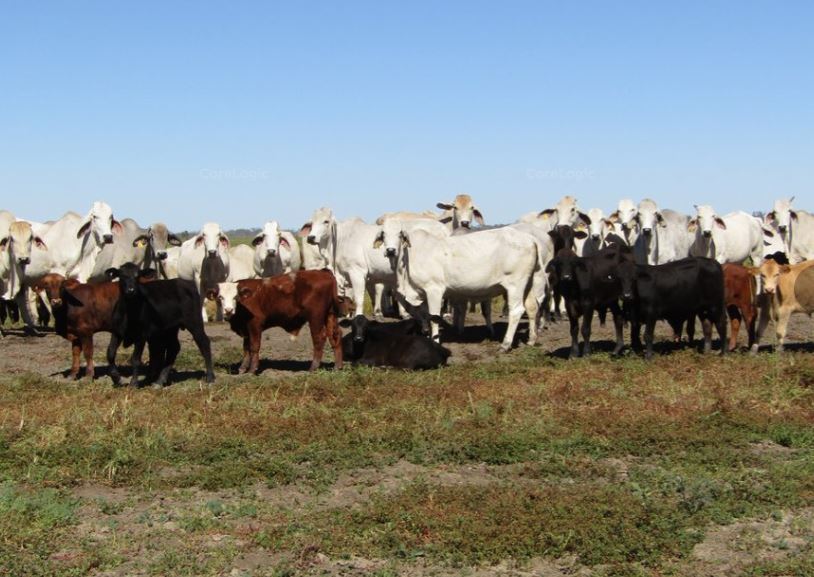 RIVERSIDE FARM LIFESTYLE, IRRIGATION & CATTLE GRAZING ALONG SIDE