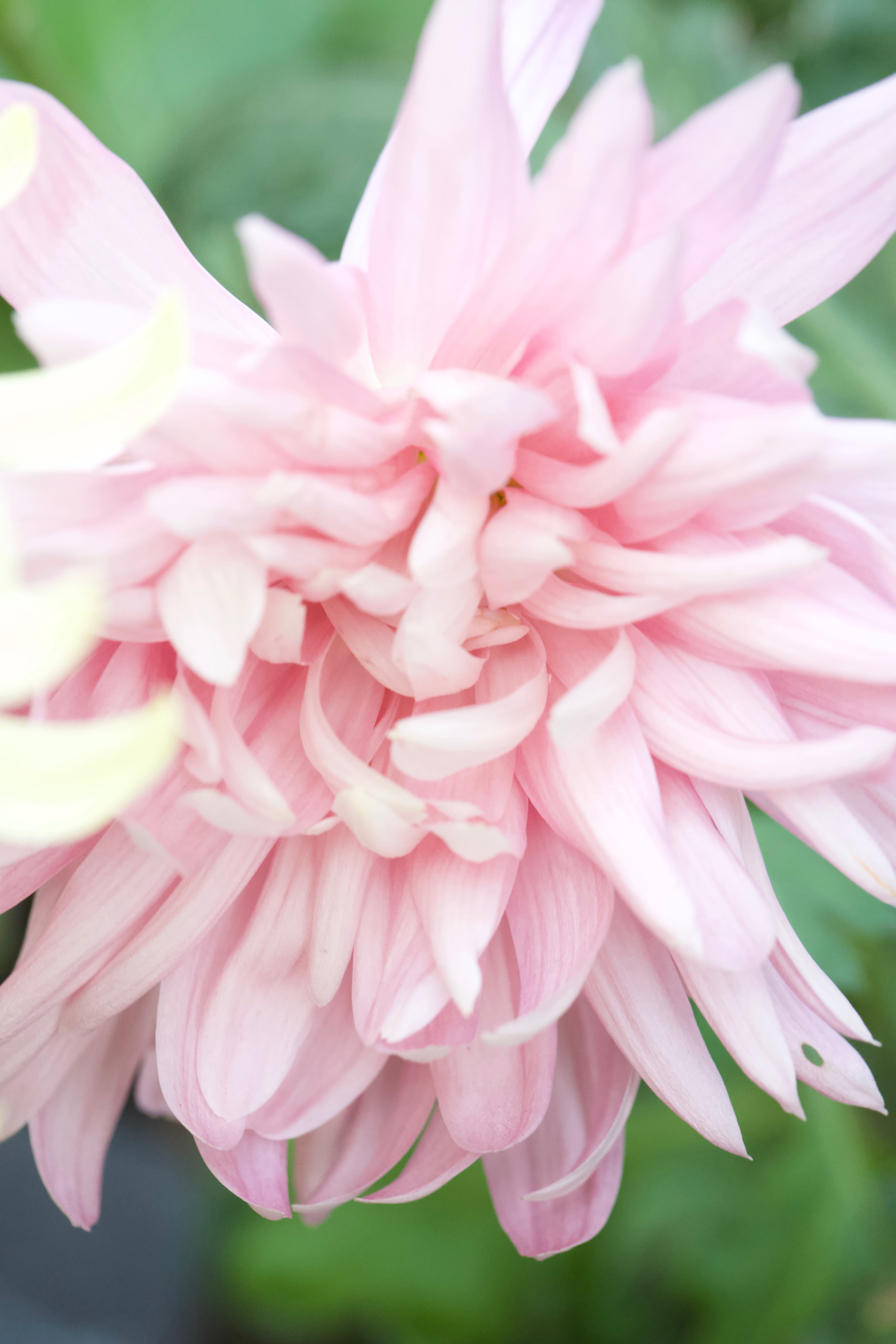 chrysanthemum-allouise-pink-peonies-posies
