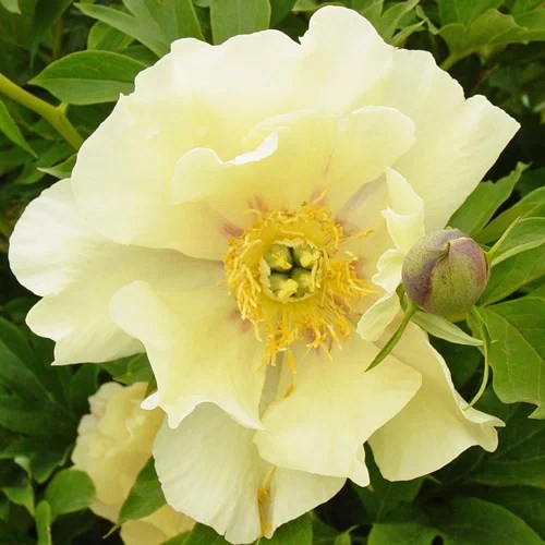 Sail Away Энциклопедия Пионов Главная