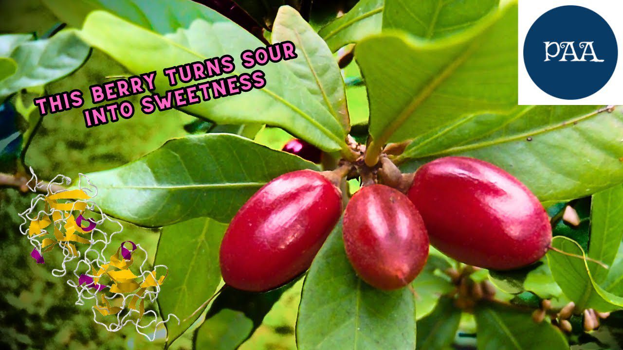 Synsepalum DulcificumWhat is The Miracle Berry that Turns Sour Food